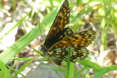 Réf. 258 842 : Melitaea diamina
